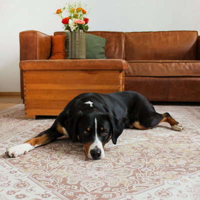 Die wichtigsten Vorteile von Teppichen, wenn Tiere im Haus leben